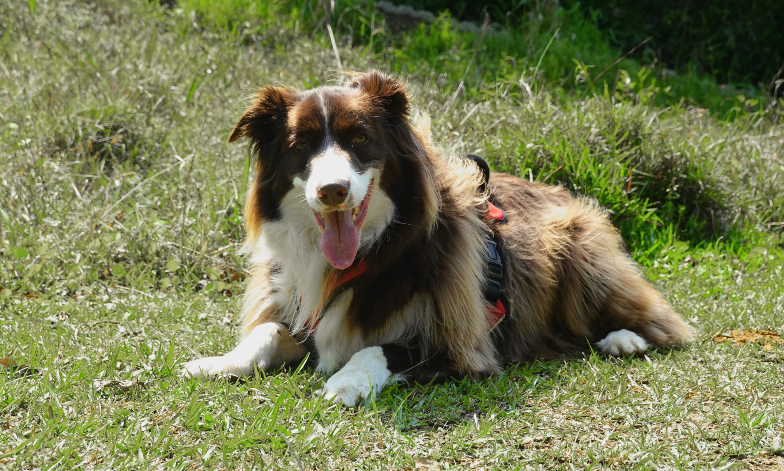 Mutazione MDR1 nei Border Collie: cosa c’è da sapere sui test genetici