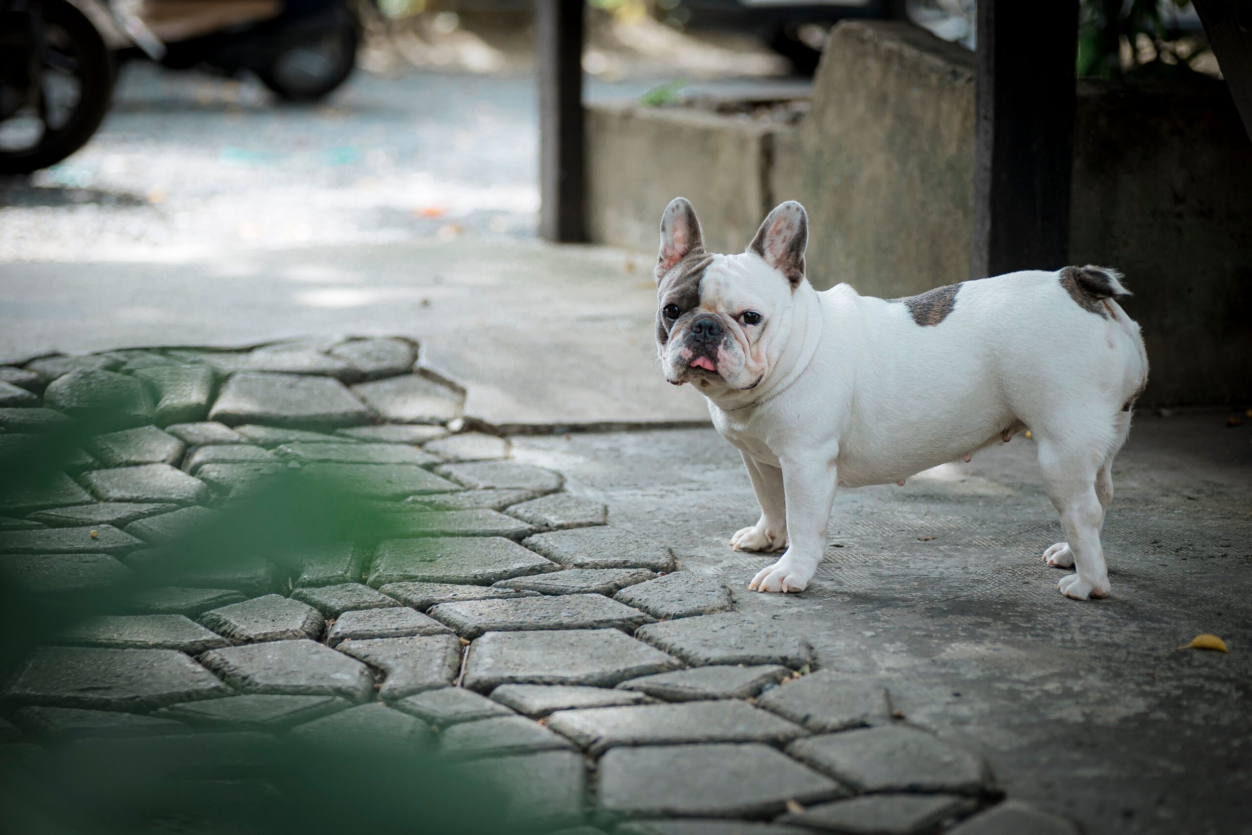 Il prezzo della bellezza: malattie ereditarie e conformazioni estreme negli animali domestici