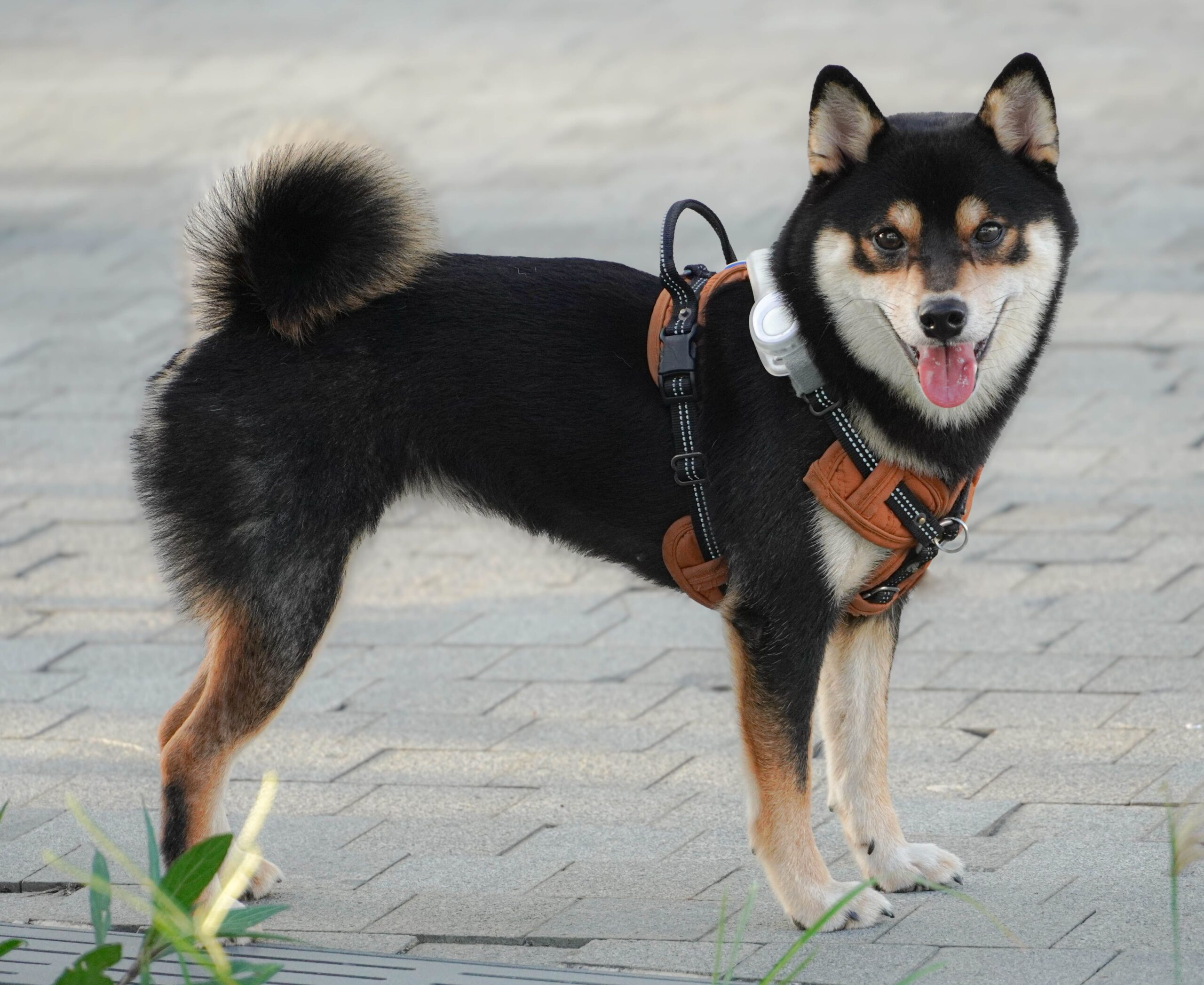 Tractive: la storia del leader nei GPS tracker per cani e gatti acquisito da Bending Spoons