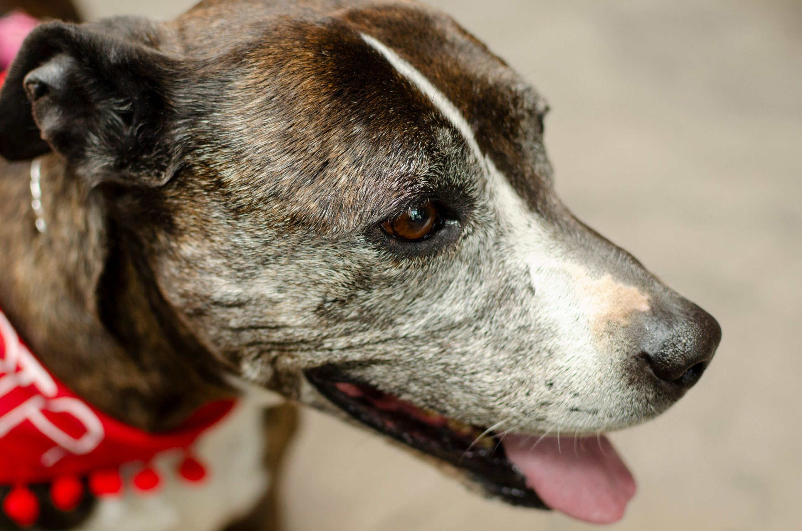 Cani e umani invecchiano allo stesso modo: la ricerca che rivoluziona la gerontologia