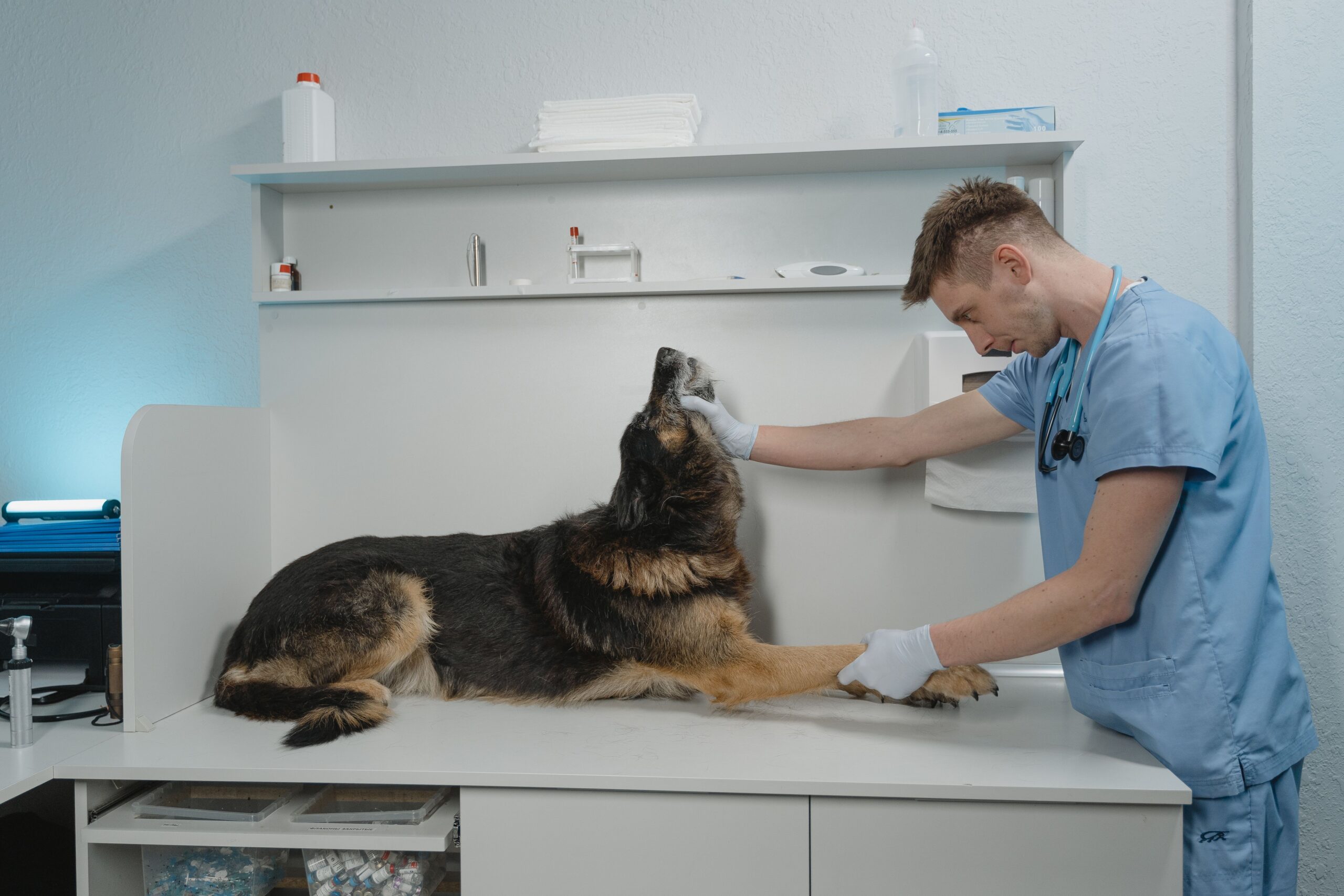 Healthspan degli animali domestici: la scienza per allungare gli anni di salute