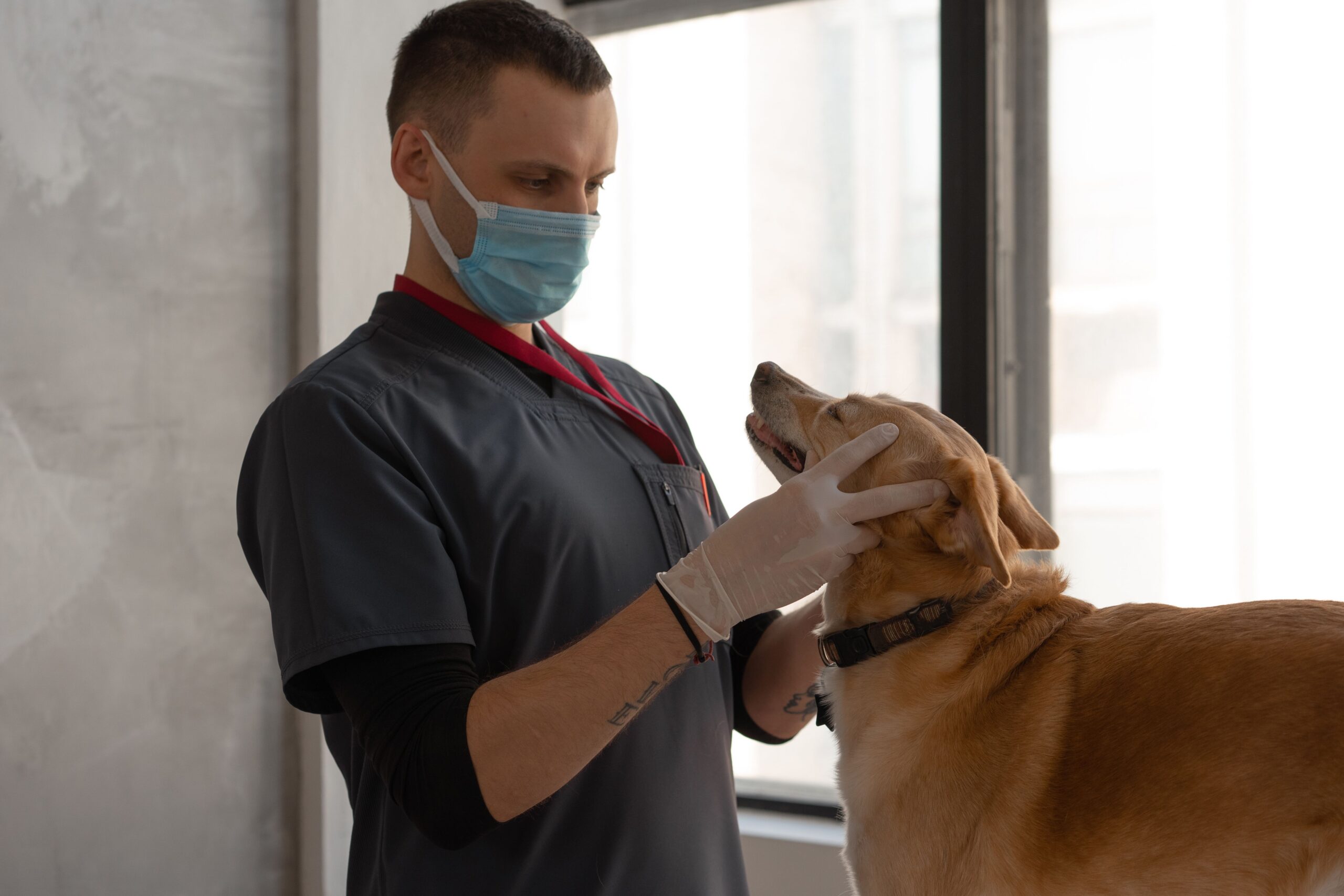 Come mantenere i cani in salute: cosa sapere secondo gli esperti