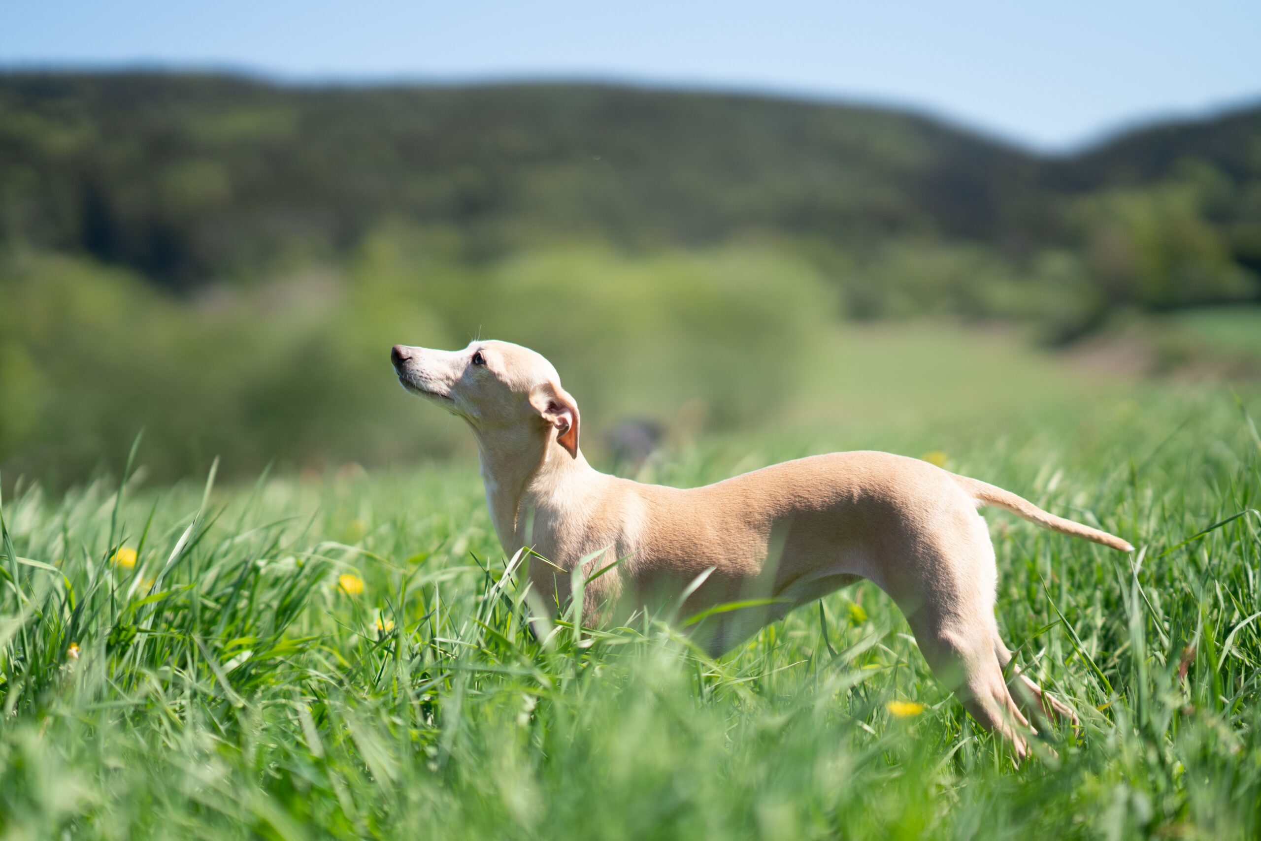 Come allungare la vita del tuo cane: i consigli degli esperti di gerontologia canina