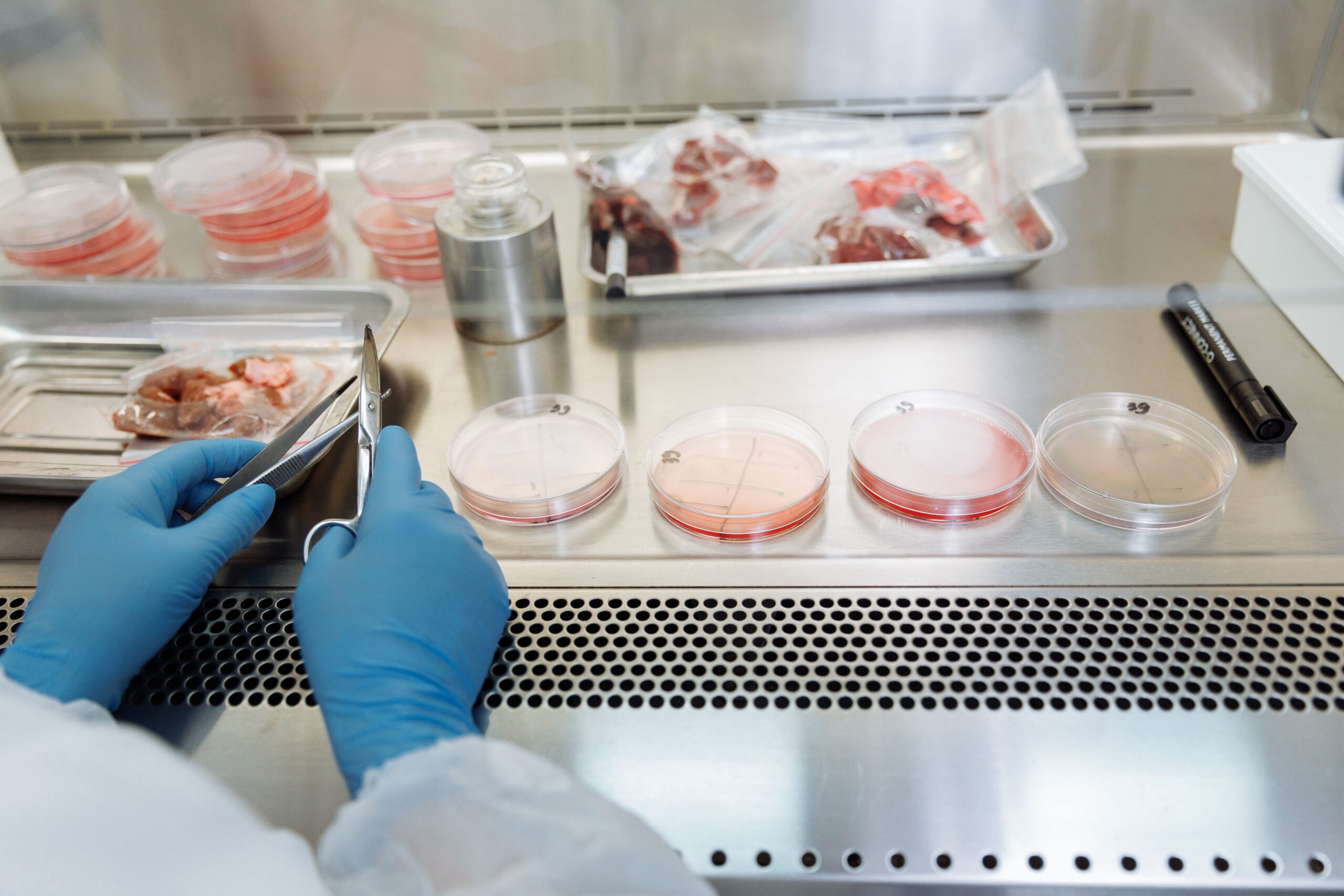 Epigenetica e longevità negli animali da compagnia: oltre la ciotola